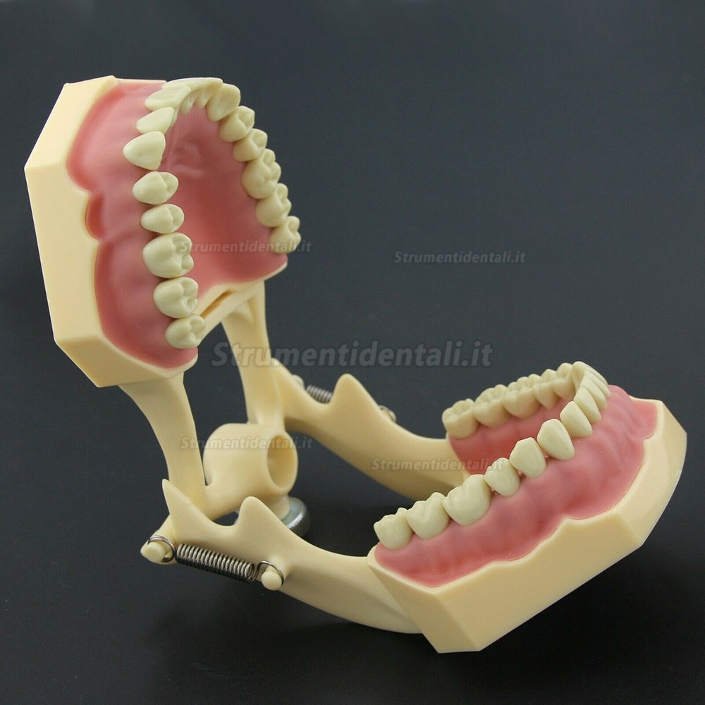 Dentale M8014-2 Typodont Restauro Modello Frasaco Ag3 Compatibile